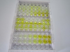 ELISA Kit for Proteolipid Protein 2, Colonic Epithelium Enriched (PLP2)