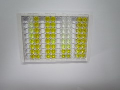 ELISA Kit for Yes Associated Protein 1 (YAP1)