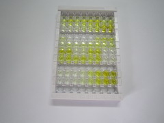 ELISA Kit for Voltage Dependent Anion Channel Protein 1 (VDAC1)