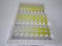 ELISA Kit for Palate/Lung And Nasal Epithelium Associated Protein (PLUNC)