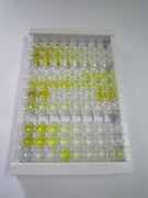 ELISA Kit for Interferon Induced Transmembrane Protein 2 (IFITM2)