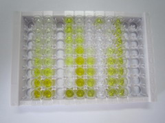 ELISA Kit for Isocitrate Dehydrogenase 1, Soluble (IDH1)