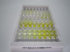 ELISA Kit for D2-Hydroxyglutarate Dehydrogenase (D2HGDH)