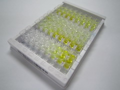 ELISA Kit for Coiled Coil Domain Containing Protein 80 (CCDC80)