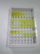ELISA Kit for T-Cell Activation Antigen, Increased Late Expression (TACTILE)