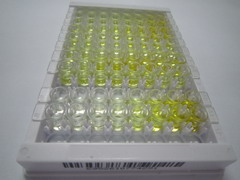 ELISA Kit for Cytochrome P450 4F2 (CYP4F2)