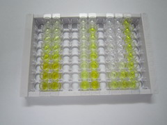 ELISA Kit for LIM Domain Only Protein 7 (LMO7)