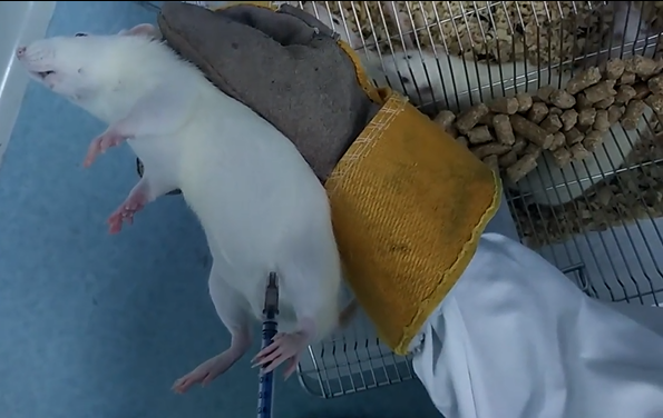 Anesthetize experimental rats