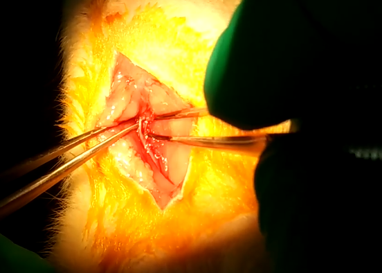 Experimental rat blood vessel separation