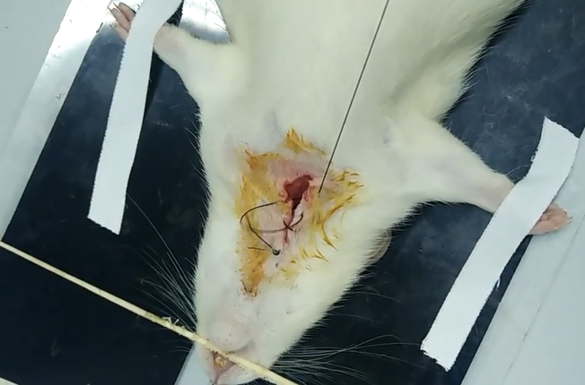 Experimental rat wound suture