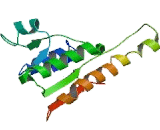 11-Beta-Hydroxysteroid Dehydrogenase Type 2 (HSD11b2)