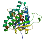 11-Beta-Hydroxysteroid Dehydrogenase Type 3 (HSD11b3)