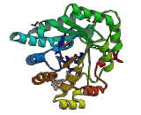 17-Alpha-Hydroxysteroid Dehydrogenase (HSD17a)