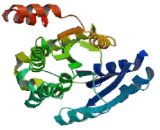 17-Beta-Hydroxysteroid Dehydrogenase Type 1 (HSD17b1)