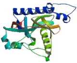 2',3'-Cyclic Nucleotide 3'-Phosphodiesterase (CNP)