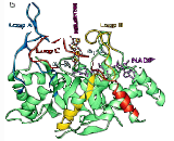 3-Alpha-Hydroxysteroid Dehydrogenase (HSD3a)