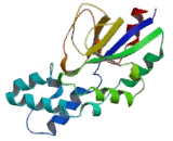 5',3'-Nucleotidase, Cytosolic (NT5C)