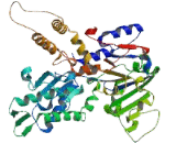 5'-Nucleotidase, Cytosolic II (NT5C2)