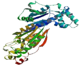 6-Phosphofructo-2-Kinase/Fructose-2,6-Biphosphatase 4 (PFKFB4)