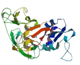 A Disintegrin And Metalloprotease 1 (ADAM1)