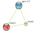 A Disintegrin And Metalloprotease 6 (ADAM6)