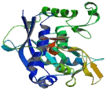 A Disintegrin And Metalloproteinase With Thrombospondin 1 (ADAMTS1)