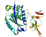 A Disintegrin And Metalloproteinase With Thrombospondin 5 (ADAMTS5)