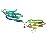 AXL Receptor Tyrosine Kinase (AXL)