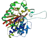 Acetyl Coenzyme A Acetyltransferase 1 (ACAT1)