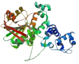 Acetylserotonin-O-Methyltransferase (ASMT)