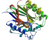 Acid Phosphatase 5, Tartrate Resistant (ACP5)