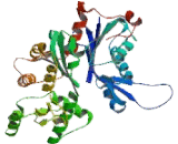 Actin Gamma 2, Smooth Muscle (ACTg2)