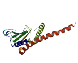 Actin Related Protein 2/3 Complex Subunit 4 (ARPC4)