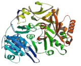 Acyl Coenzyme A Synthetase Medium Chain Family, Member 1 (ACSM1)