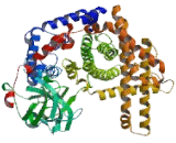 Acyl Coenzyme A Oxidase 1, Palmitoyl (ACOX1)