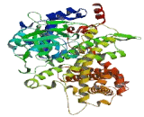 Acyl Coenzyme A Oxidase 3, Pristanoyl (ACOX3)