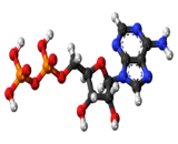 Adenosine Diphosphate (ADP)