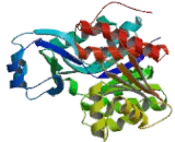 Adenosine Kinase (ADK)