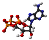 Adenosine Triphosphate (ATP)