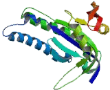 Adenylate Cyclase 9 (ADCY9)