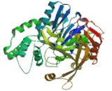 Adenylosuccinate Synthase (ADSS)