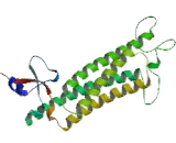 Adipose Differentiation Related Protein (ADRP)