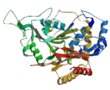 Alanine Glyoxylate Aminotransferase 2 (AGXT2)