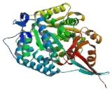 Aldehyde Dehydrogenase 1 Family, Member A1 (ALDH1A1)