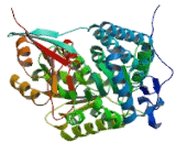 Aldehyde Dehydrogenase 1 Family, Member A2 (ALDH1A2)