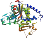 Alkaline Phosphatase, Placental Like Protein 2 (ALPPL2)