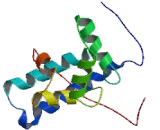 Allograft inflammatory factor 1 (AIF1)