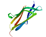 Alpha-2-Macroglobulin Like Protein 1 (a2ML1)