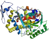 Aminoadipate Aminotransferase (AADAT)