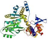 Aminolevulinate Delta Synthase 1 (ALAS1)